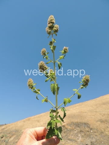 catnip